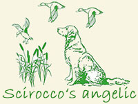 Scirocco's angelic